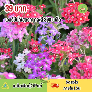 เมล็ดพันธุ์ ดอกเวอร์บีน่าไฮดราคละสี 300 เมล็ด