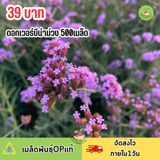 เมล็ดพันธุ์ดอกเวอร์บีน่า500เมล็ด