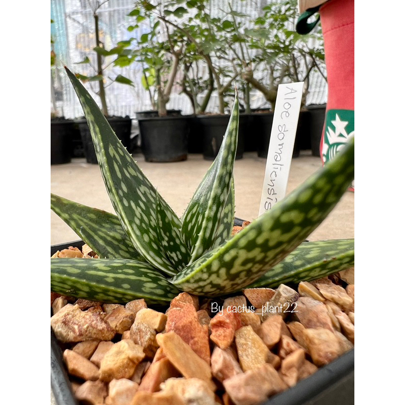 อโร-aloe-somalinsis