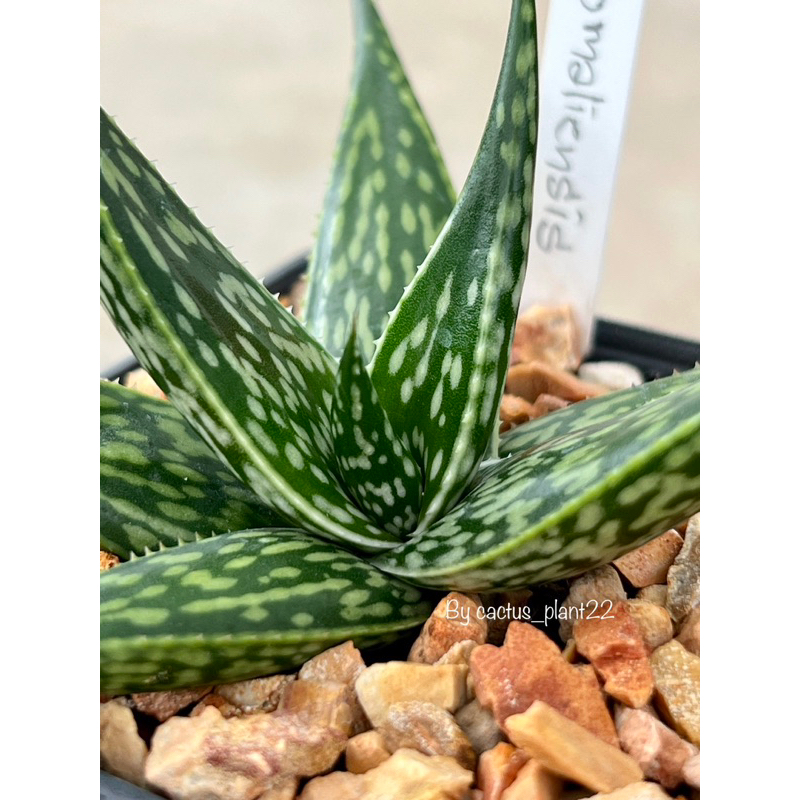 อโร-aloe-somalinsis