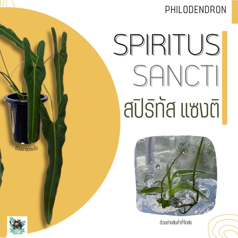 philodendron-spiritus-sancti-สปิริทัส-แซงติ-เลือกต้นได้