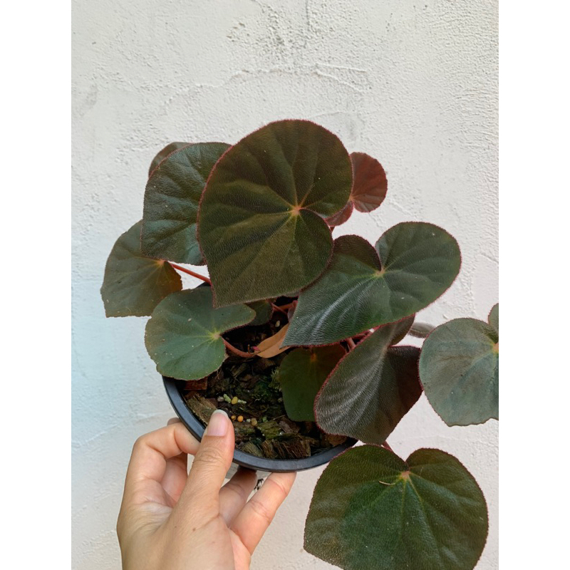บีโกเนีย begonia acetosa หลังใบแดงผิวกำมะหยี่ น่าสะสม จัดส่งต้นในภาพ ...