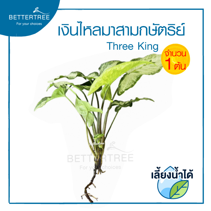 เงินไหลมาสามกษัตริย์-ทรีคิงส์-เลี้ยงน้ำได้-จำนวน-1-ต้น-syngonium-three-kings-เงินไหล-ต้นไม้-ต้นไม้เลี้ยงน้ำ-ไม้ฟอกอากาศ