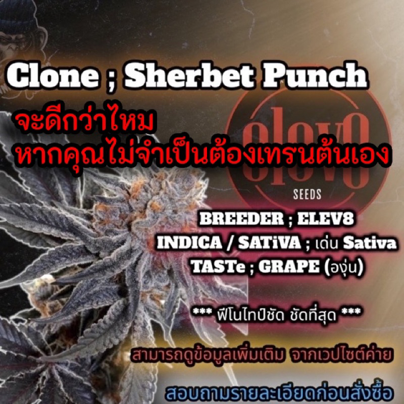 ส่วนลด10-กิ่งชำ-sherbet-punch-elev8-ค่ายดัง-คัดฟีโนไทป์อย่างดีที่สุด-หากไม่มั่นใจ-ขอดูรูปเพิ่มเติม-ก่อนสั่งซื้อ