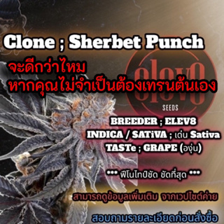 (ส่วนลด10%)🔥🔥กิ่งชำ Sherbet Punch (Elev8)ค่ายดัง คัดฟีโนไทป์อย่างดีที่สุด🍇 ⭐️หากไม่มั่นใจ ขอดูรูปเพิ่มเติม ก่อนสั่งซื้อ💥