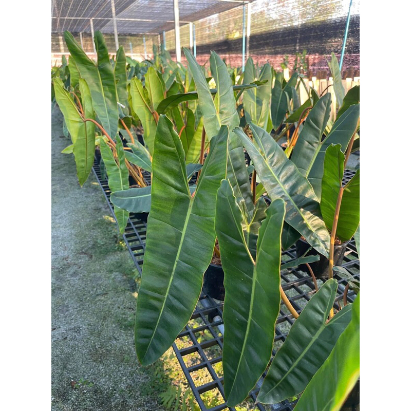 philodendron-billietiae-ฟิโลก้านส้ม-ต้นใหญ่ราคาถูก