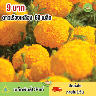 สุดคุ้ม 9 บาท เมล็ดพันธุ์ดอกดาวเรืองสีเหลือง บรรจุ 60 เมล็ด