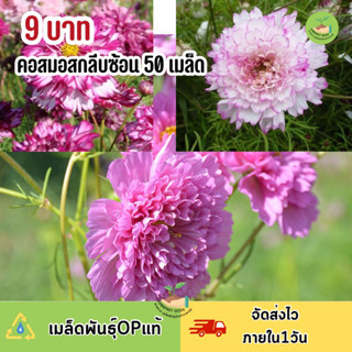 พิเศษ 9 บาท‼️ เมล็ดพันธุ์ ดอกคอสมอสกลีบซ้อนคละสี บรรจุ 50 เมล็ด