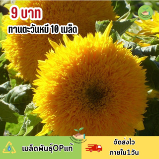 พิเศษ 9 บาท ‼️ เมล็ดพันธุ์ดอกทานตะวันหมี เท็ดดี้แบร์ จำนวน 10 เมล็ด