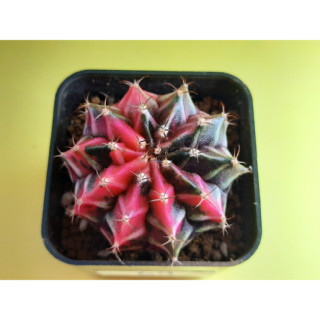 ยิมโนคาเลเซียมด่าง (Gymnocalycium Variegated) ยิมโนด่าง ยิมด่าง แคคตัส กระบองเพชร