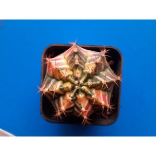 ยิมโนคาเลเซียมด่าง (Gymnocalycium Variegated)