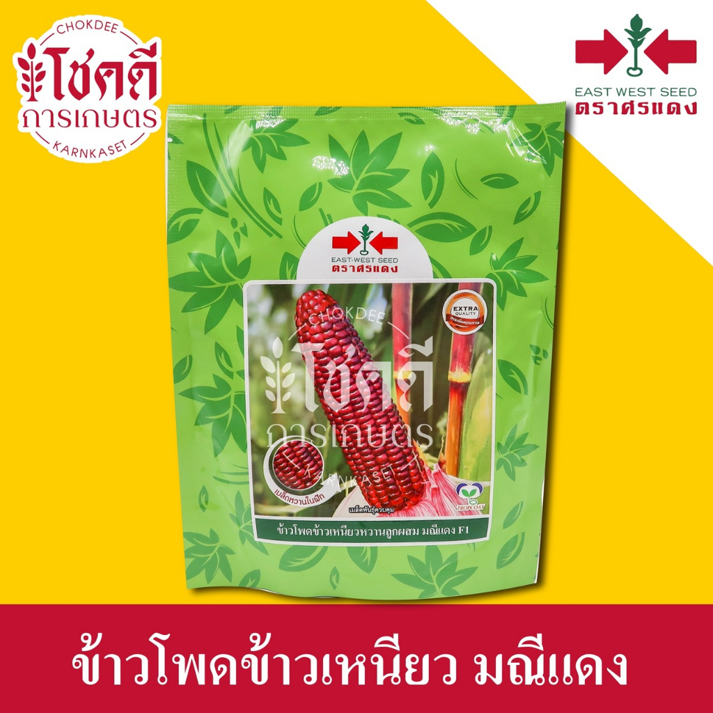 ข้าวโพด-มณีแดง-f1-ข้าวโพดม่วง-เมล็ดพันธุ์ข้าวโพด-ข้าวเหนียว-สีม่วง-ลูกผสม-ตรา-ศรแดง-ฝักใหญ่-นุ่ม-ทานอร่อย-บรรจุ-200-กรัม