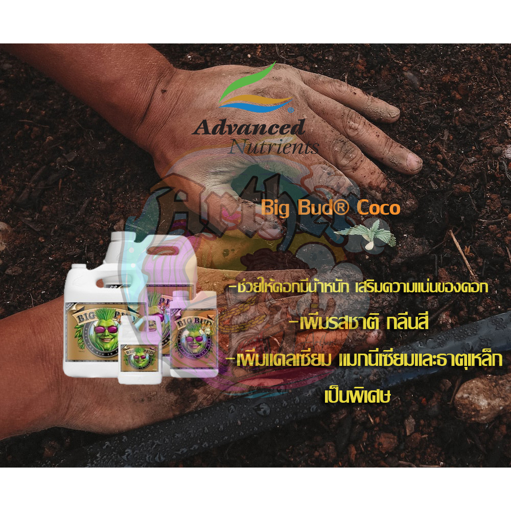 ปุ๋ยสำหรับมะพร้าว Big Bud® Coco ปุ๋ยเสริม สำหรับทำดอก บรรจุภัณฑ์แท้ ...