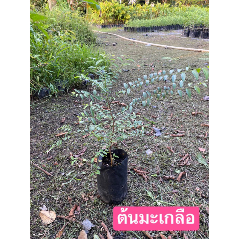 ต้นมะเกลือ-พันธุ์ไม้พระราชทานของจังหวัดสุพรรณบุรี-20-30ซม