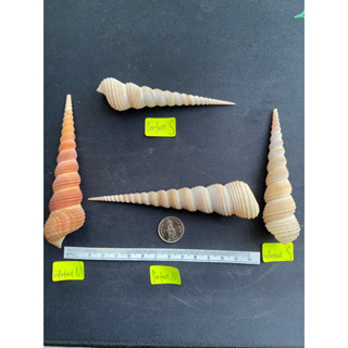 long sea snail shells