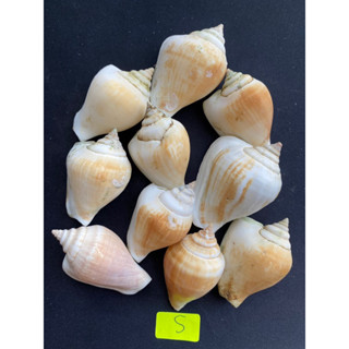 dip sea snail shell Hermit crabs house หอยทากทะเลจุ่ม บ้านปูเสฉวน