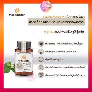 ลดพิเศษ 📍Exp : 11/2023 Vitanature อาหารเสริม เสริมภูมิคุ้มกัน ต้านไวรัส จากสารสกัดกระชายขาว ผสมสารสกัดพลูคาว 30 แคมซูล