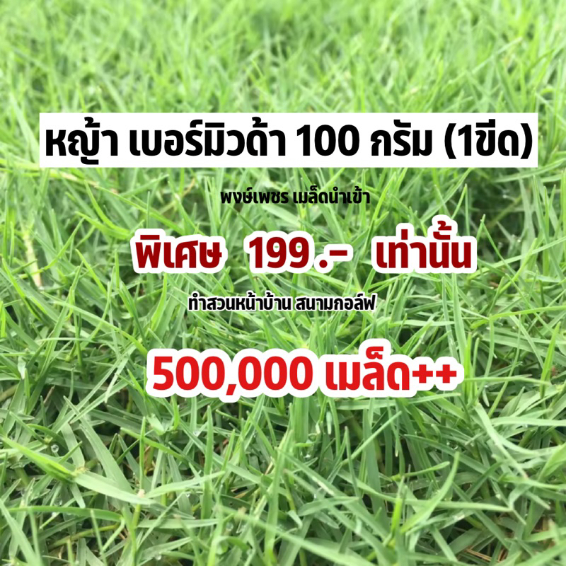 100-กรัม-หญ้าเบอร์มิวด้า