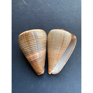 rare black line taro sea cone shell