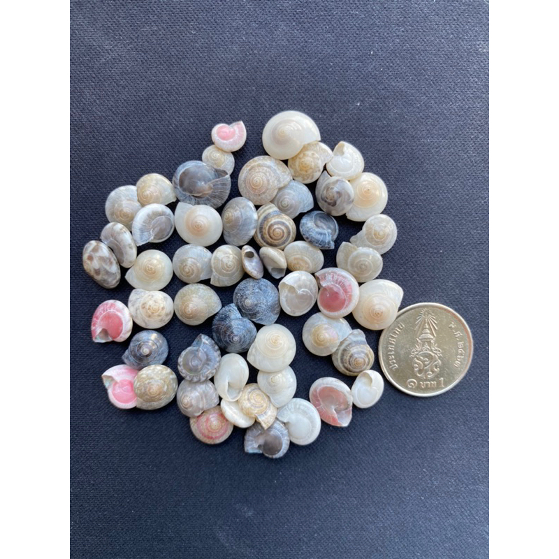 mini-ruby-shells-genuine-shells-mini-seashells-natural-handicrafts-10baht-10g