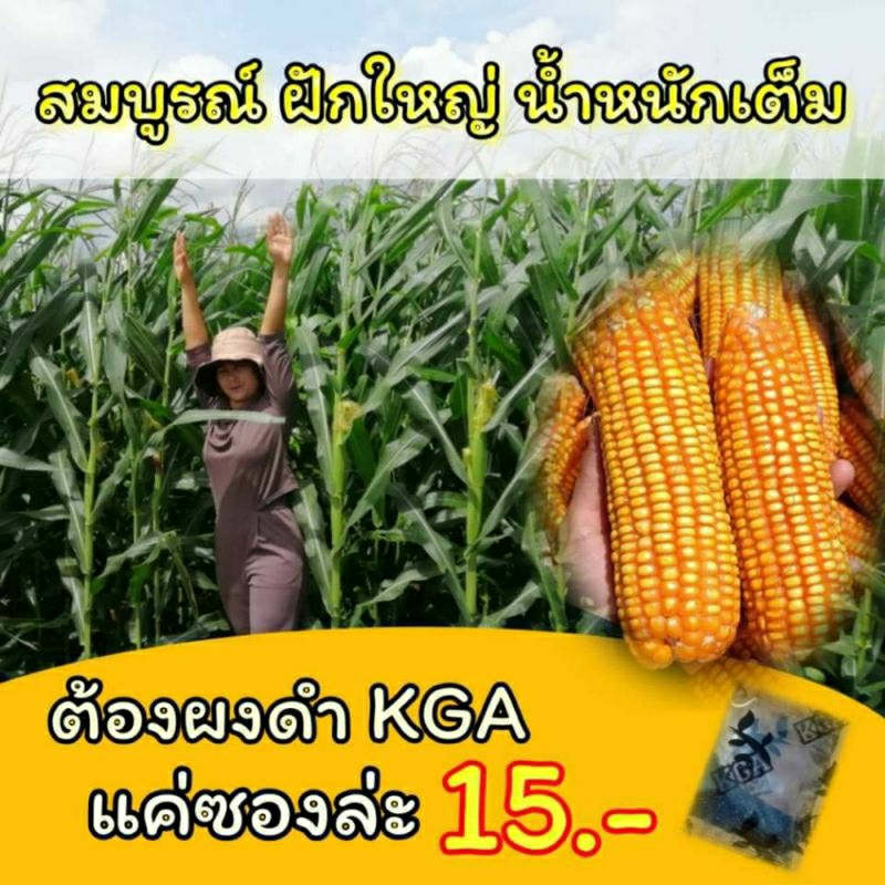 ผงดำ-kga-สูตรพิเศษ-สารเสริมประสิทธิภาพปุ๋ยกึ่งฮอร์โมน