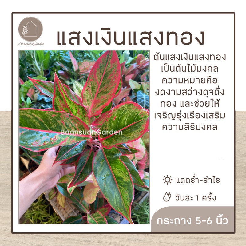 ต้นแสงเงินแสงทอง-แก้วกาญจนา-ไม้ประดับ-อโกลนีมา-กระถาง-5-6-นิ้ว