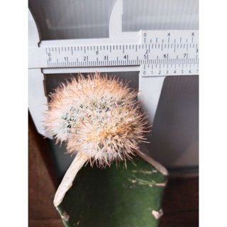 mammillaria pennispinosa​ cristata​ แมมเพนนิสสปินโนฃาคริส(หนามส้ม)​