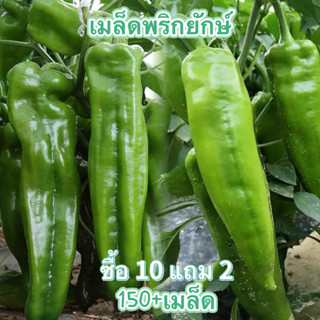 เมล็ดพริกยักษ์ 150+เมล็ด Big Jim Giant Pepper พริกเขาวัว/พริกเขาแพะ  สายพันธุ์ OP[10 เเถม 2คละได้]