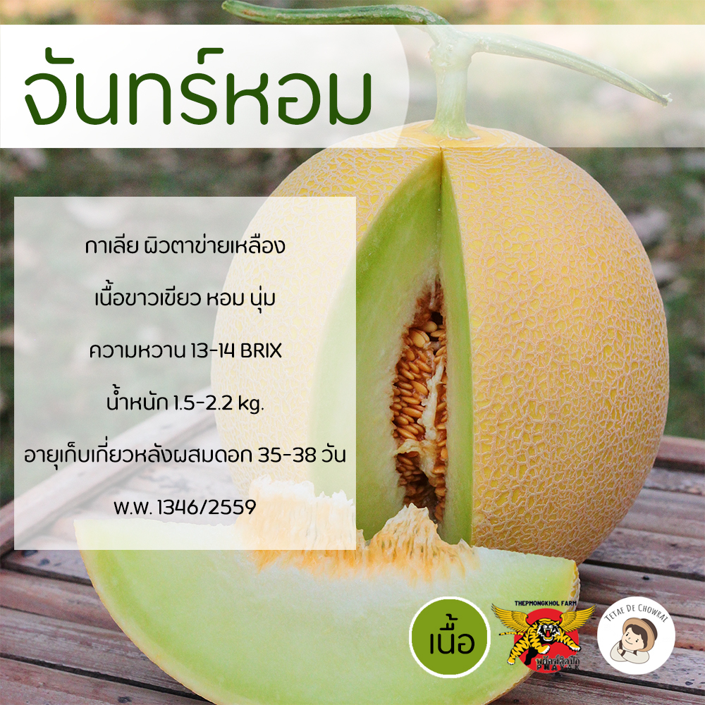 เมล็ดเมล่อนกาเลียพันธุ์จันทร์หอม-100-เมล็ด-ตราพยัคฆ์ติดปีก-เมล็ดเมล่อน-กาเลีย-เมล่อนเนื้อเขียว-เมล็ดพันธุ์-เมล็ดผลไม้