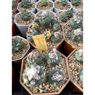 เมล็ด​กระบองเพรช เทอบิ  (Turbinicarpus mix) 10เมล็ด