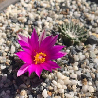 Ariocarpus kotschoubeyanus 🌸🌵ไม้เมล็ด