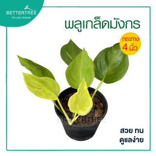 พลูเกร็ดมังกร กระถางขนาด 4 นิ้ว 🌱Epipremnum Aureum Champs Elysees ต้นไม้ฟอกอากาศ ไม้มงค ต้นไม้ออฟฟิศ ต้นไม้