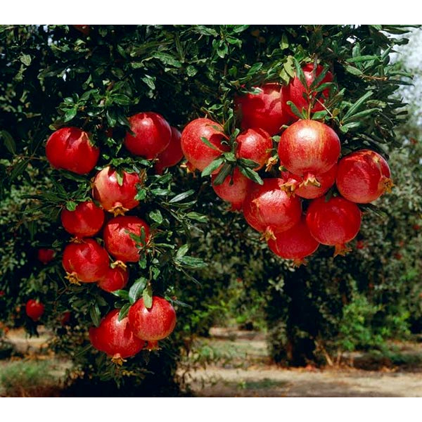 ต้นพันธุ์-ทับทิม-พันธุ์เมล็ดสีแดง-ผลไม้เพิ่อสุขภาพ-ทับทิม-ไม้ผลมงคล-อัญมณีแห่งความอุดมสมบูรณ์-ถุงดำพร้อมปลูก-39-บาท