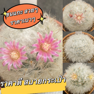 แมมมิลลาเรียขนแกะ (Mammillaria bocasana Poselg.) ขนสวยคัดพิเศษ แคคตัส Cactus กระบองเพชร (K1)