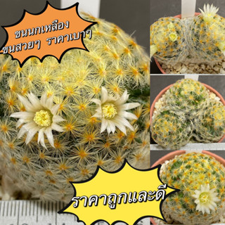 แมมมิลลาเรียขนนกเหลือง (Mammillaria schiedeana Ehrenb.) ขนสวยคัดพิเศษ แคคตัส Cactus กระบองเพชร (Y1)