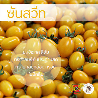 เมล็ดพันธุ์มะเขือเทศซันสวีท ตราพยัคฆ์ติดปีก 100 เมล็ด​ มะเขือเทศสีเหลืองพืช ผักสวนครัว