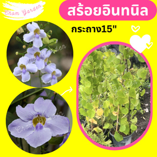 ต้นสร้อยอินทนิล #ไม้เลื้อยดอกสีม่วง กระถาง 15" (1 ต้น / 1 คำสั่งซื้อ)