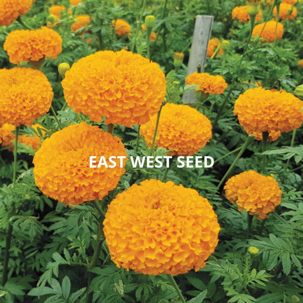 ศรแดง-เมล็ดพันธุ์ดาวเรืองf1ซุปเปอร์บอลดีพโกลด์-east-west-seed-เมล็ดพันธุ์-ผักสวนครัว-ตราศรแดง