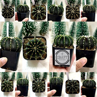 LB2178 ไม้เมล็ด (เลือกต้นได้) แคคตัส Craft Cactus🌵🌟 (ส่งถอดกระถาง)