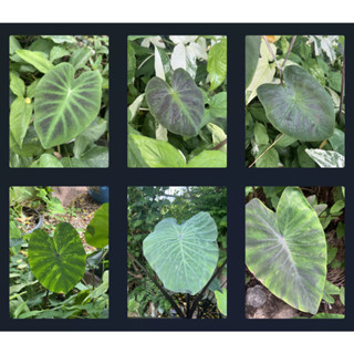 ตระกูลบอน Colocasia เลมอน/แบล็คเมจิค/crocrodie