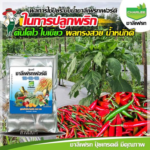 ชาลีเฟรท-เฟอร์ติ-16-16-16-1-กก-สูตรบำรุงต้น-ดอก-และใบ-อย่างสมดุลช่วยในการออกดอก-ติดผล-ขยายลูก-เพิ่มคุณภาพของผลผลิต