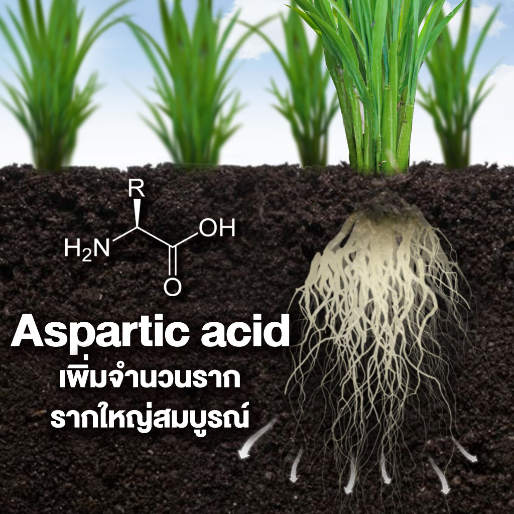 อะมิโนข้าว-สูตรบำรุงต้น-สำหรับบำรุงต้น-ใบ-แตกกอ-ชนิดน้ำ-1-ลิตร-แตกรากดี-ข้าวแตกกอใหญ่-ใบเขียวตั้งตรง-เขียวทน-เขียวนาน