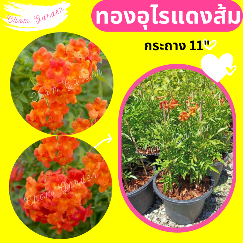 ต้นทองอุไรสีแดงส้ม-ทองอุไรสีแดงส้ม-กระถาง-11