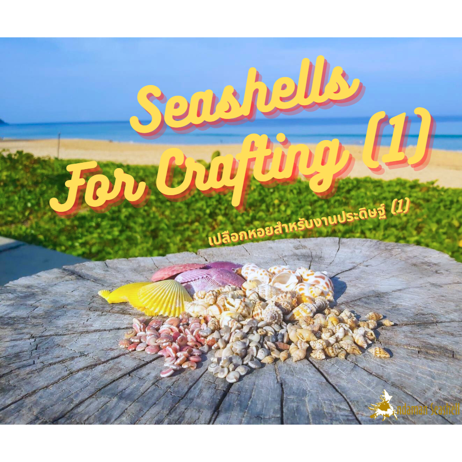 andaman-seashell-เปลือกหอยสำหรับงานประดิษฐ์-ชุด-1-seashells-for-crafting-set-1