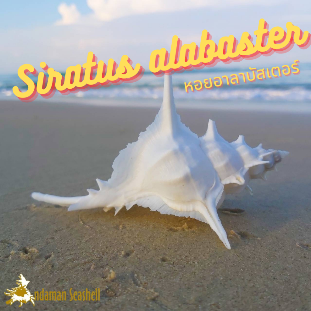 andaman-seashell-เปลือกหอย-หอยอาลาบัสเตอร์-siratus-alabaster