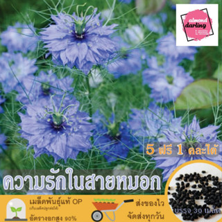 ซื้อ5 แถม1 เมล็ดพันธุ์ ดอกความรักในสายหมอก 30 เมล็ด Love in a Mist (Nigella Damascena) เมล็ดพันธุ์แท้ ปลูกง่าย อัตรางอกส