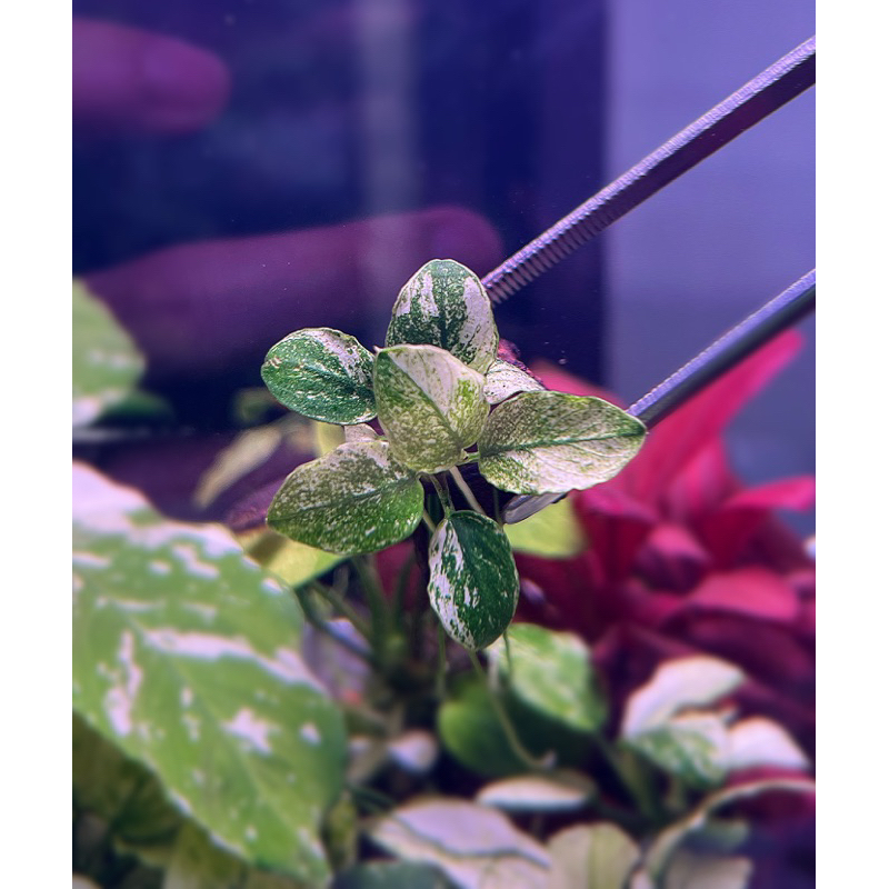 anubias-pinto-ใบน้ำ-100-ด่างสวยทุกต้น-ต้นไม้น้ำหายาก-อนูเบียสด่าง-อนูเบียส-อนูเบียสปินโต