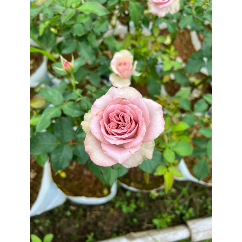 flower-garden-f427-กุหลาบ-มงมาร์ต-montmartre-แบบถุงใหญ่