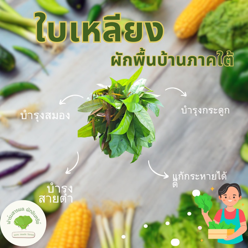 ราคาถูกที่สุด-ไม่ใช้เคมี-ผักใบเหลียง-ใบเหลียง-ผักเหลียง-ปลูกเองปลอดสารพิษ100-ทำอร่อยทุกเมนู