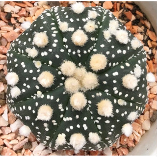 ❄️❄️❄️BIG DOT Hanazono❤️ ต้นนี้ฮานะแน่นๆ  สวยสุดในลูกไม้รุ่นนี้ค่ะ🛑 🥰🥰☃️☁️ ♥️ 🌈⭐️ 🐰🐰🐰Astrophytum asterias ‘HANAZONO’